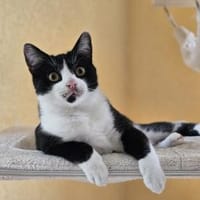 Manhattan - geb. 05/2024 - BKH Mix, Kater zur Adoption