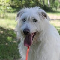 Yuki, schüchtern,als Zweithund, Hund zur Adoption