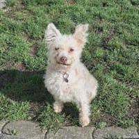 Fine - ein eigenes Zuhause wäre schön, Hündin zur Adoption