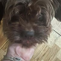 Maja, kleine Wuschelhündin sucht ..., Hund zur Adoption