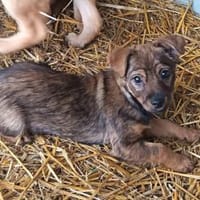 Mogyi sie sucht ein liebevolles Zuhause, Hündin zur Adoption