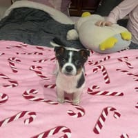 Kleiner Cooper sucht liebevolles Heim, Hund zur Adoption