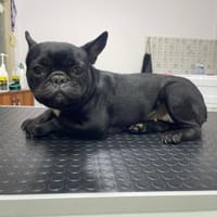 Vermittlungshilfe für Gudrun, Hündin zur Adoption