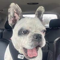 Vermittlungshilfe für Cleo, Hündin zur Adoption