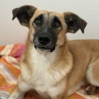 Malaika  Lebensfreude auf vier Pfoten, Hündin zur Adoption