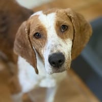 DALIA - verschmust und lernwillig, Hündin zur Adoption