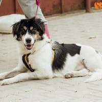 Emy, Hündin zur Adoption