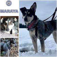 MARAYA -angenehme Zeitgenossin-, Hündin zur Adoption