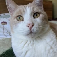 Quinn sucht liebevolle Dosenöffner, Kater zur Adoption