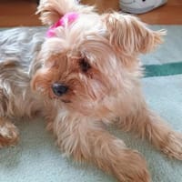 AMY sucht ein ruhiges zuhause, Hündin zur Adoption