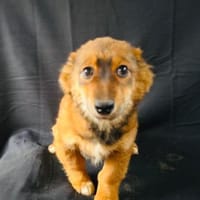 Tolle kleine Sissi sucht ein Zuhause, Hündin zur Adoption