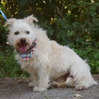 Beny wartet ab März in Kiel!, Hund zur Adoption