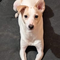 VINNY  kleiner Kämpfer mit großem Herz, Hund zur Adoption