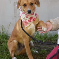 Salwa wartet ab März in Rostock!, Hündin zur Adoption