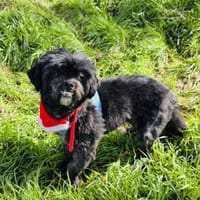 Shih tzu Cherry, Hündin zur Adoption