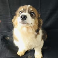 Nero sucht ein Zuhause, Hund zur Adoption