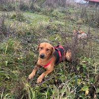 Salvo wartet ab März in Neuruppin!, Hund zur Adoption