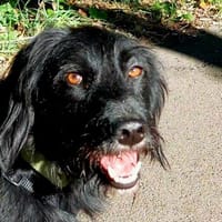 Elmo - sensibler Begleiter sucht Euch, Hund zur Adoption