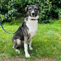 Wolf sucht sein Fürimmerzuhause, Hund zur Adoption