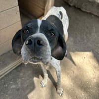 EVITA - auf der Suche nach einem Zuhause, Hündin zur Adoption