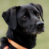 VILA - süße Herzensbrecherin, Hündin zur Adoption