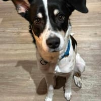 Murphy von kettenlos, Hund zur Adoption