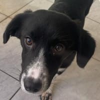 Tilda ❤ zuckersüße Maus sucht Zuhause, Hündin zur Adoption