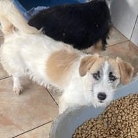 Tammy ❤ kleiner lieber Sonnenschein, Hündin zur Adoption