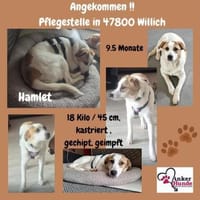 Hamlet sucht sein großes Glück 🐾, Hund zur Adoption