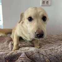 Kleine Lina ❤🐾 sucht noch Familie, Hündin zur Adoption