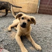 Bart, Hund zur Adoption