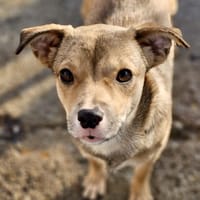 ADINA - in 23560 Lübeck, Hündin zur Adoption