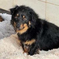 💙Bailey💙 sucht seine Menschen🐾💙, Hund zur Adoption