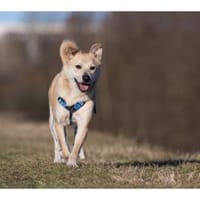 Maron - wartet in 99427 Weimar, Hund zur Adoption