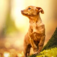 Bica sucht ihr Glück, Hündin zur Adoption