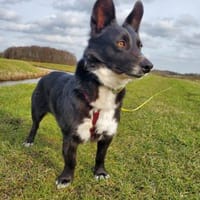 Benji  ruhiger, aufgeschlossener Schatz, Hund zur Adoption