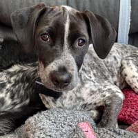 Lenteja wer zeigt ihr die Sonnenseiten?, Hündin zur Adoption