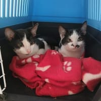 Neo und Inky, Kater zur Adoption