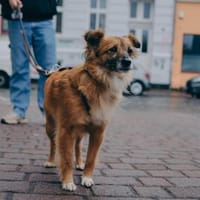 Elenka wartet in Rostock auf PS, Hündin zur Adoption