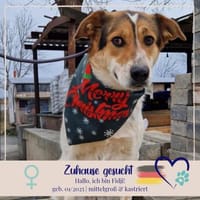 Fidji - unkompliziert sucht Dich, Hündin zur Adoption