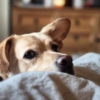 Sintra freut sich auf dich!, Hündin zur Adoption