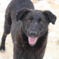 Maliah ist aufgeschlossen + mag Menschen, Hündin zur Adoption