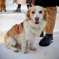 Darius wartet auf PS in HH, Hund zur Adoption