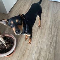 Vitalina wartet auf PS in HH!, Hündin zur Adoption