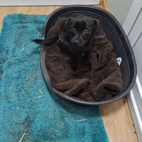 Jax sucht sein Für-immer-Zuhause (C), Hund zur Adoption