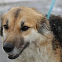 Neele ist so offen, föhlich + so lieb!, Hündin zur Adoption