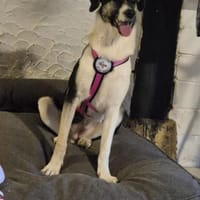 💕Sanya wartet auf ihre eigene Familie💕, Hündin zur Adoption