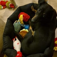 Candy° in 41472 Neuss, Hündin zur Adoption