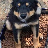 Ally ist so sanftmütig und lieb!, Hündin zur Adoption