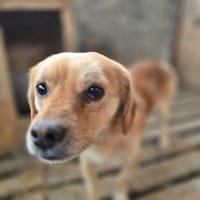 Bruno, auf einer Pflegestelle, Hund zur Adoption